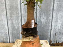 Load image into Gallery viewer, Trident Maple #43
