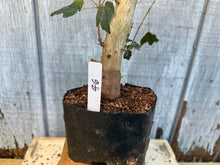 Load image into Gallery viewer, Trident Maple #6
