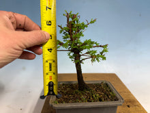 Load image into Gallery viewer, Dawn Redwood 003
