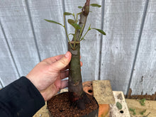 Load image into Gallery viewer, Chinese Quince #11
