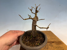 Load image into Gallery viewer, Chinese Quince 004
