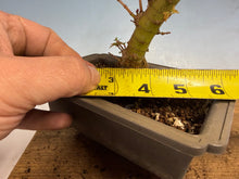 Load image into Gallery viewer, Kotohime Japanese Maple-006-air layer

