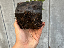 Load image into Gallery viewer, Trident Maple #1

