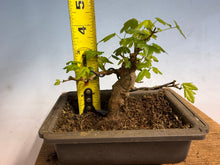 Load image into Gallery viewer, Trident Maple 013
