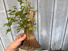 Load image into Gallery viewer, Trident Maple #38

