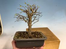 Load image into Gallery viewer, Zelkova, Japanese Grey Bark Elm 003
