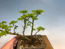 Load image into Gallery viewer, Shishigashira Japanese Maple 011
