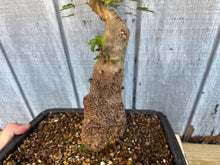 Load image into Gallery viewer, Trident Maple #47
