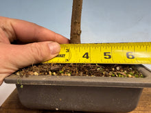 Load image into Gallery viewer, Zelkova, Japanese Grey Bark Elm 004

