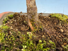 Load image into Gallery viewer, Kotohime Japanese Maple-005
