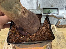 Load image into Gallery viewer, Zelkova, Japanese Grey Bark Elm #19
