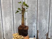 Load image into Gallery viewer, Trident Maple #8

