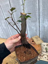Load image into Gallery viewer, Chinese Quince #9
