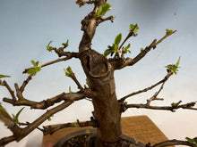 Load image into Gallery viewer, Chinese Quince 002
