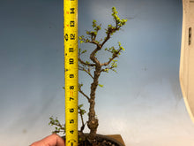 Load image into Gallery viewer, Chinese Elm var. Yatsabusa Cork Bark 002
