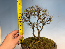 Load image into Gallery viewer, Chinese Elm var. Yatsabusa Cork Bark
