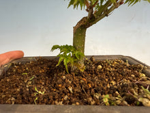 Load image into Gallery viewer, Shishigashira Japanese Maple 003
