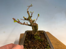 Load image into Gallery viewer, Shishigashira Japanese Maple 001
