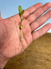 Load image into Gallery viewer, Japanese Gardenia Bare Root
