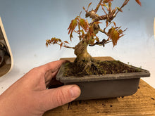 Load image into Gallery viewer, Japanese Maple 003
