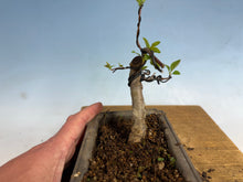 Load image into Gallery viewer, Japanese Flowering Crab Apple, 004
