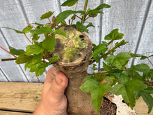 Load image into Gallery viewer, Trident Maple #41
