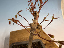 Load image into Gallery viewer, Japanese Maple 002
