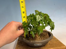 Load image into Gallery viewer, Trident Maple 022
