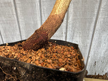 Load image into Gallery viewer, Trident Maple #29
