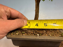 Load image into Gallery viewer, Dawn Redwood 004
