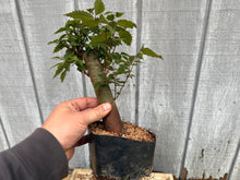 Load image into Gallery viewer, Zelkova, Japanese Grey Bark Elm #12

