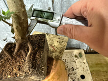 Load image into Gallery viewer, Trident Maple #13
