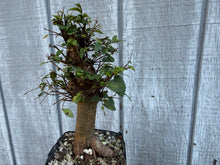 Load image into Gallery viewer, Chinese Elm #4
