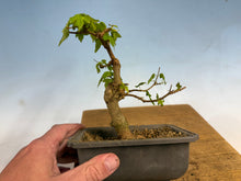 Load image into Gallery viewer, Trident Maple 016
