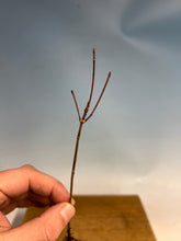 Load image into Gallery viewer, Japanese Maple Bare Root- Standard 6-10”
