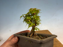 Load image into Gallery viewer, Kotohime Japanese Maple-015
