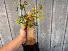 Load image into Gallery viewer, Trident Maple #43
