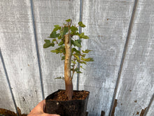 Load image into Gallery viewer, Trident Maple #5
