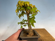 Load image into Gallery viewer, Trident Maple 019
