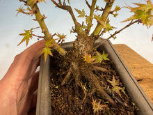 Load image into Gallery viewer, Kotohime Japanese Maple-009
