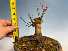 Load image into Gallery viewer, Japanese Maple 001
