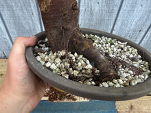 Load image into Gallery viewer, Zelkova, Japanese Grey Bark Elm #21
