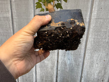 Load image into Gallery viewer, Trident Maple #20
