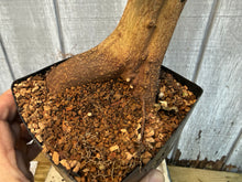 Load image into Gallery viewer, Trident Maple #17
