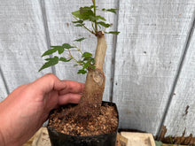 Load image into Gallery viewer, Trident Maple #32
