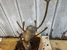 Load image into Gallery viewer, Trident Maple #10
