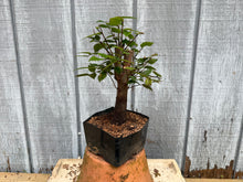 Load image into Gallery viewer, Zelkova, Japanese Grey Bark Elm #3
