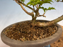 Load image into Gallery viewer, Shishigashira Japanese Maple 019
