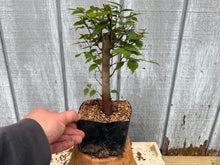 Load image into Gallery viewer, Zelkova, Japanese Grey Bark Elm #6

