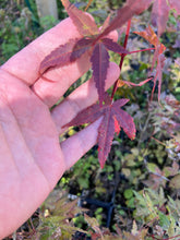 Load image into Gallery viewer, Japanese Maple
